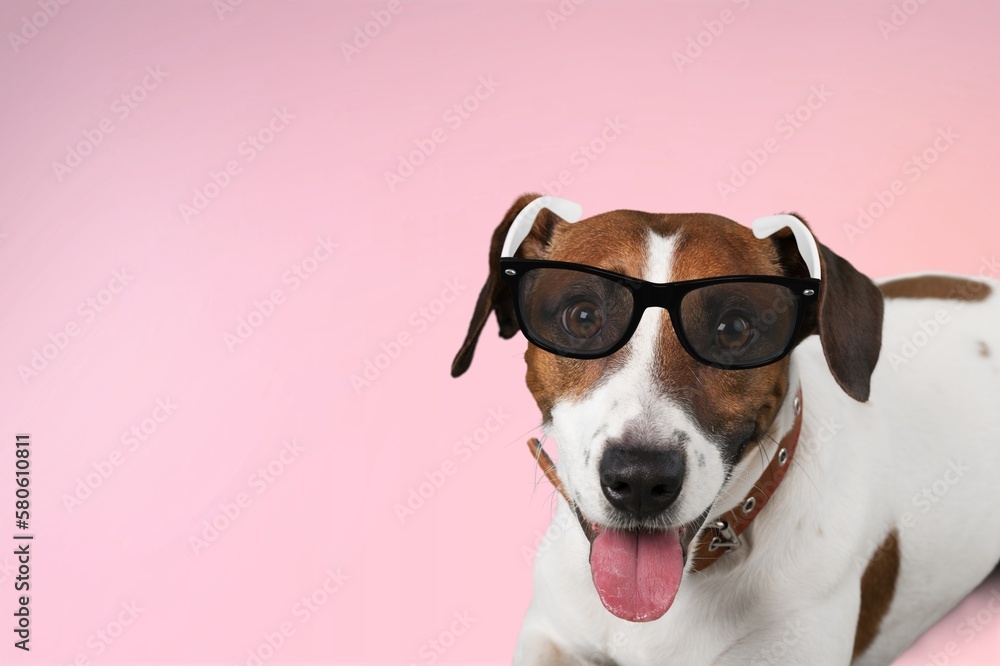 Cute young smart dog pet in sunglasses.