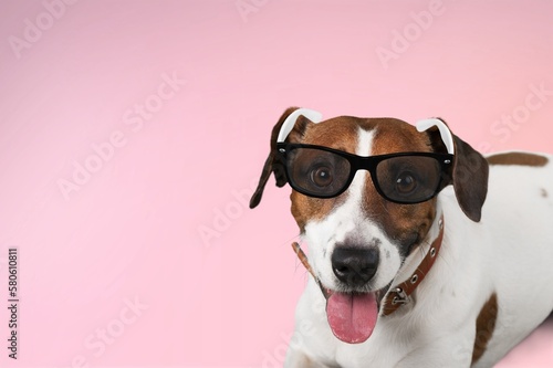 Cute young smart dog pet in sunglasses. © BillionPhotos.com