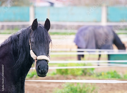 Head of a black horse. Space for text.