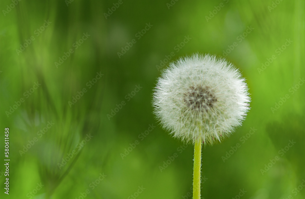 Fototapeta premium White fluffy dandelions, natural green blurred spring background, selective focus.
