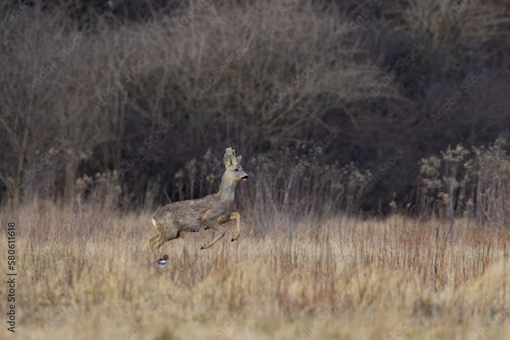 Fototapeta premium A young roebuck in a jump on the meadow