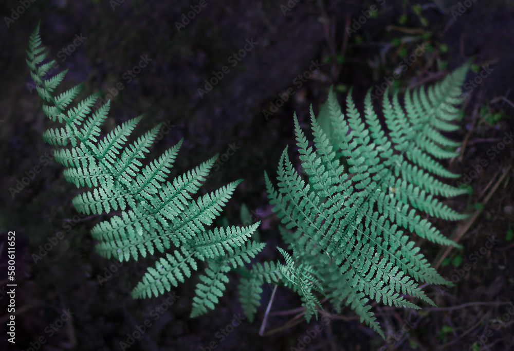 Green fern leaves in the dense forests of Europe on a dark background