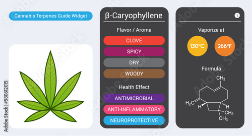 Cannabis Terpene Guide Information Chart. Aroma and Flavor with Health Benefits and Vaporize Temperature. Vector.