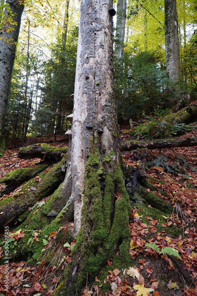 Fototapeta premium Beautiful autumn forest in Carpathian mountains