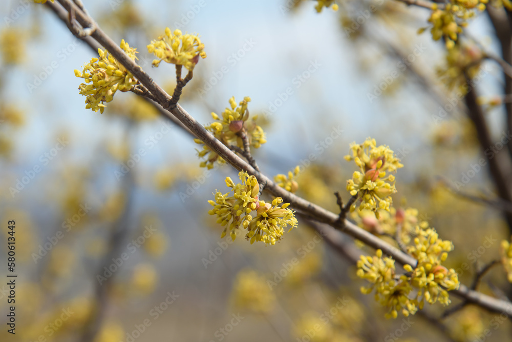 Branches with flower buds of European cornel or Cornus mas in spring Branches with flower buds of European cornel or Cornus mas in spring