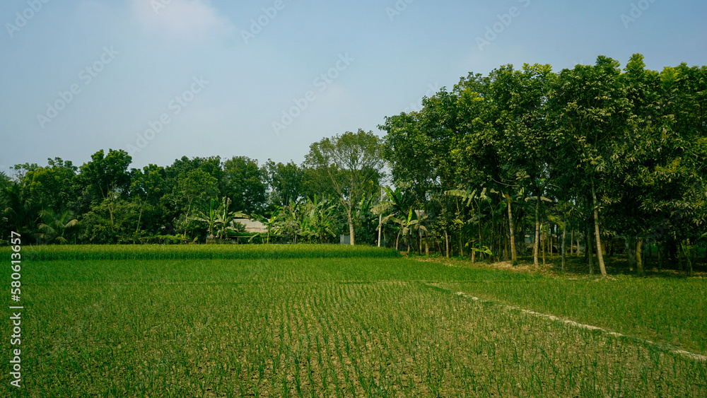 Obraz premium Green crop field of Bangladesh. This is a view of the open field of a village in Bangladesh.