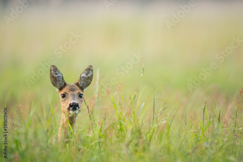 Wallpaper Mural Ricke in der Wiese Torontodigital.ca