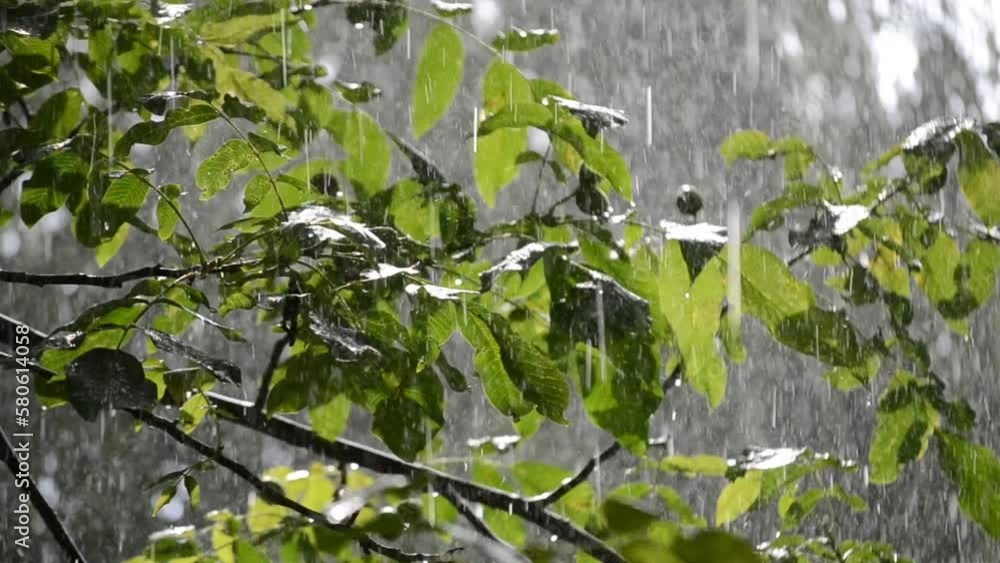 Heavy rain. Drops of heavy rain dripping on large green leaves of tree