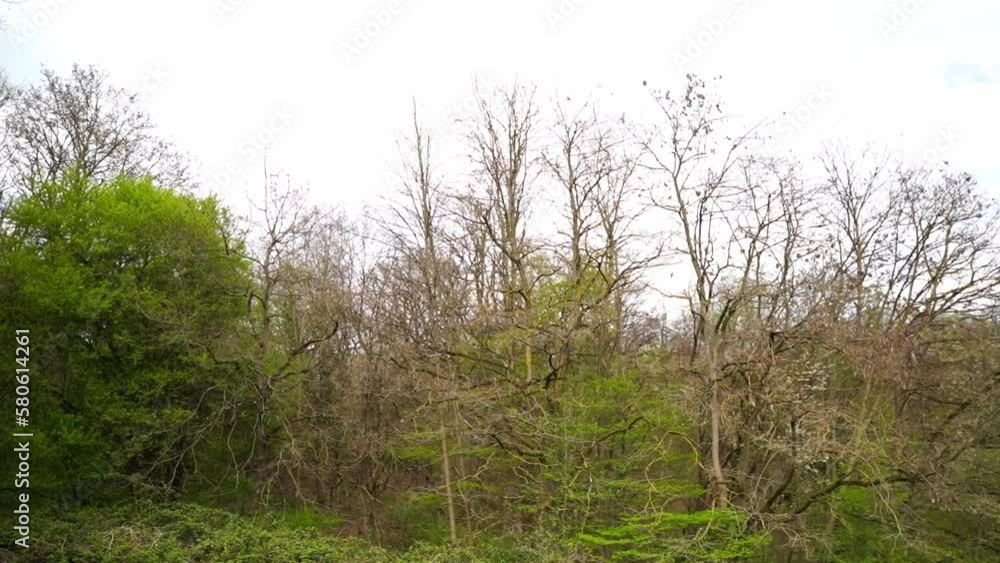 Several trees in spring some are blooming some are bare with soft camera movement Several trees in spring some are blooming some are bare with soft camera movement