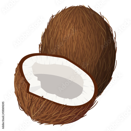 Coconut. Vector illustration on a white background