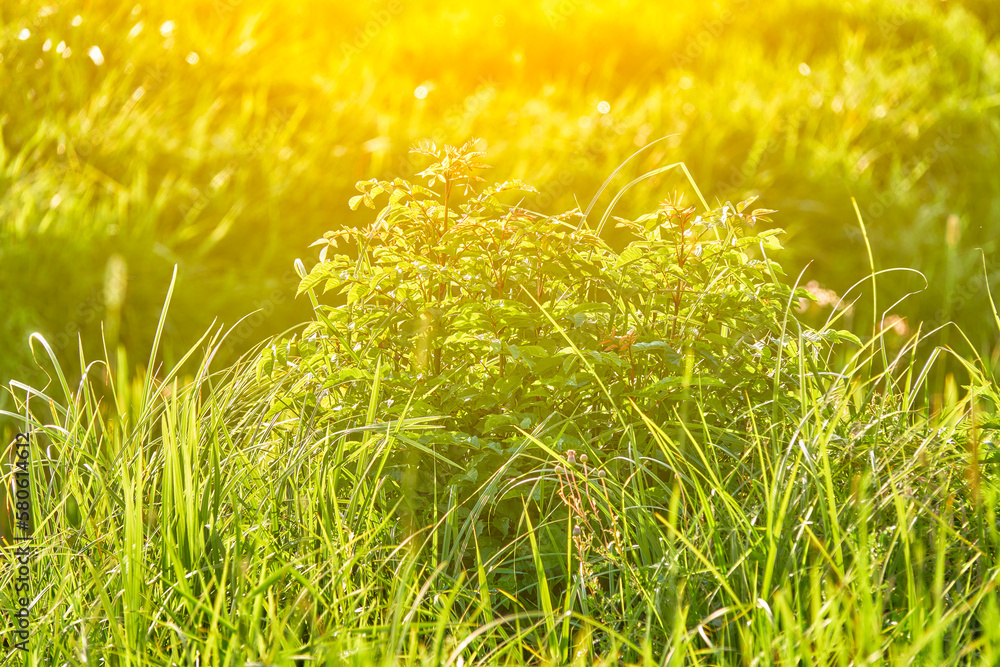 Sorbaria sorbifolia, false spiraea, is flowering plant in family