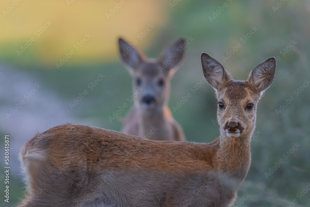 Fototapeta premium Zwillinge