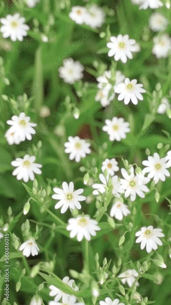 Vertical video of white flowers with green leaves and grass gently swaying on the wind	