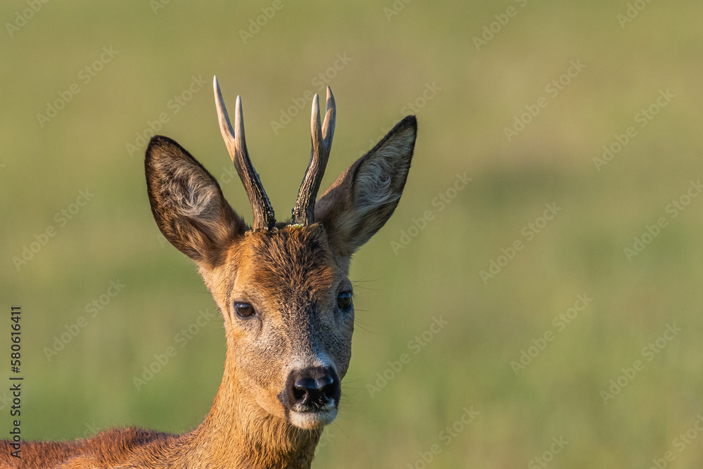 Junger Bock