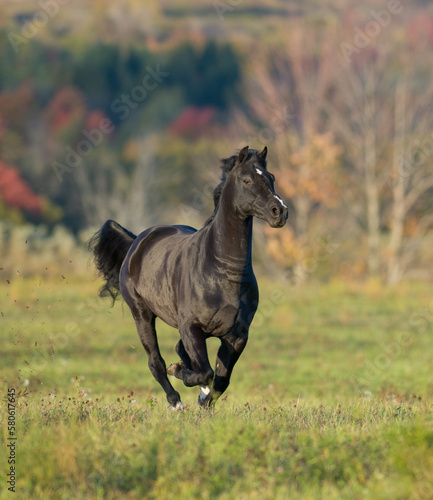 dark morgan horse running through field with fall foliage in background vertical equine image room for type fast horse galloping in open field dark brown or black horse with white facial marking