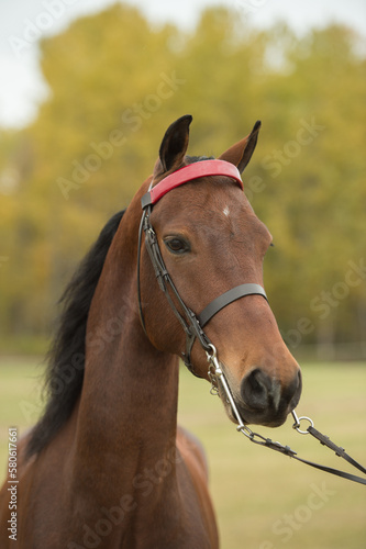 Tableau sur toile horse portrait headshot of purebred bay morgan horse wearing show bridle with re