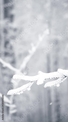 Vertical video of snow-covered and icy tree branches in winter