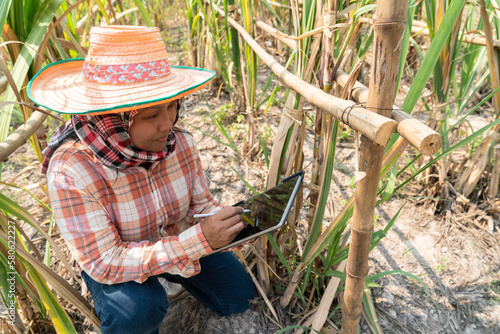 Young Asian woman with smartphone technology in sugarcane plantation for sugar production.