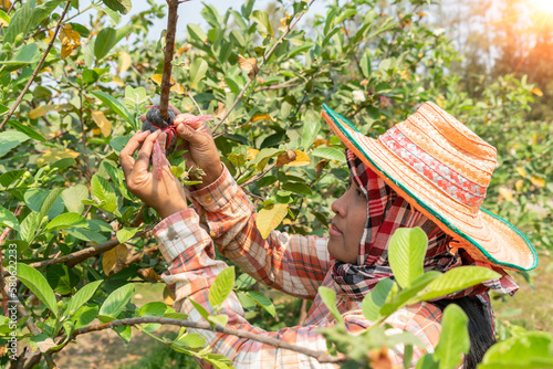 Young Asian woman working on an agricultural farm.