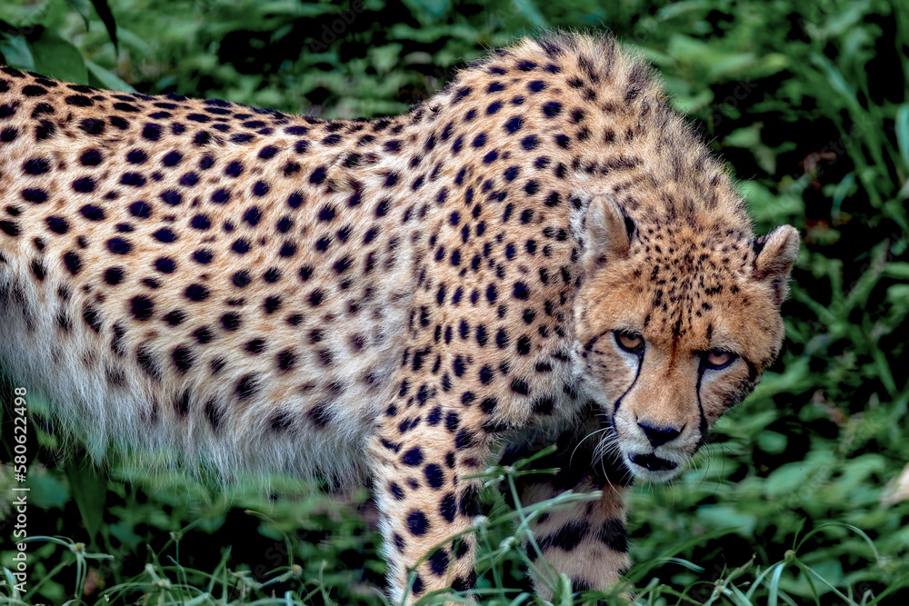 Fototapeta premium cheetah in the grass