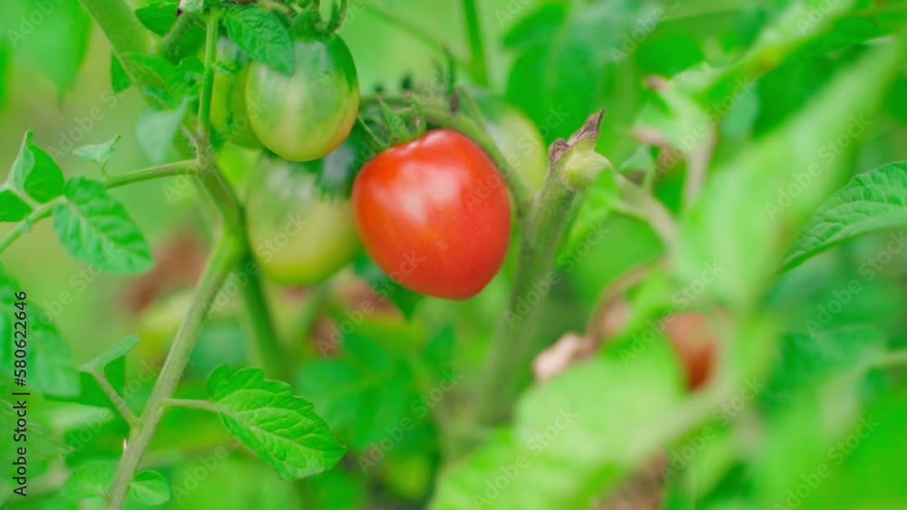 Red tomato grows close-up on a plantation. Small homemade tomatoes on a bush. Smooth camera movement Red tomato grows close-up on a plantation. Small homemade tomatoes on a bush. Smooth camera movement