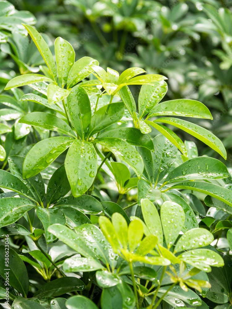 green leaves Looking and making me feel refreshed green leaves Looking and making me feel refreshed