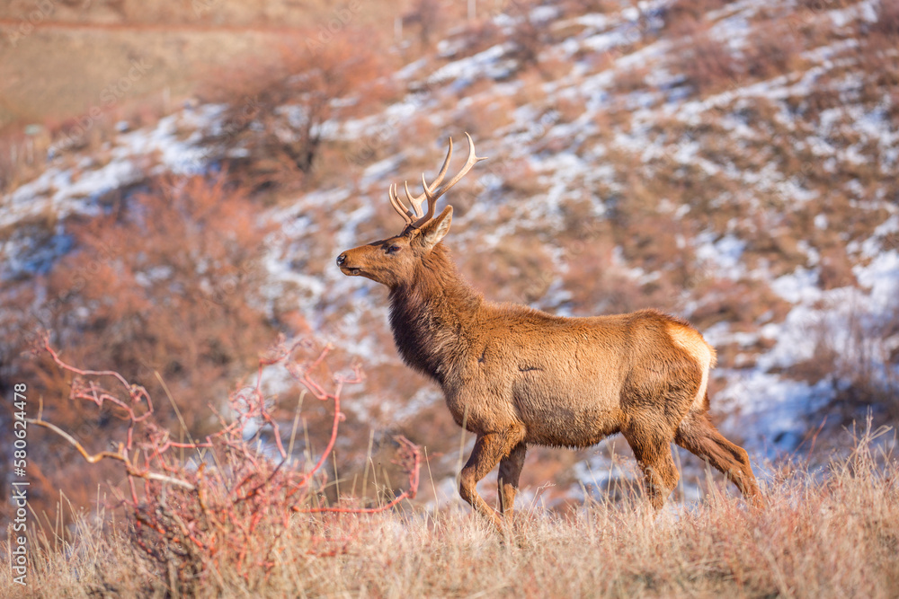 Fototapeta premium Deer in the mountains in spring looking for food. Herd of wild deer.