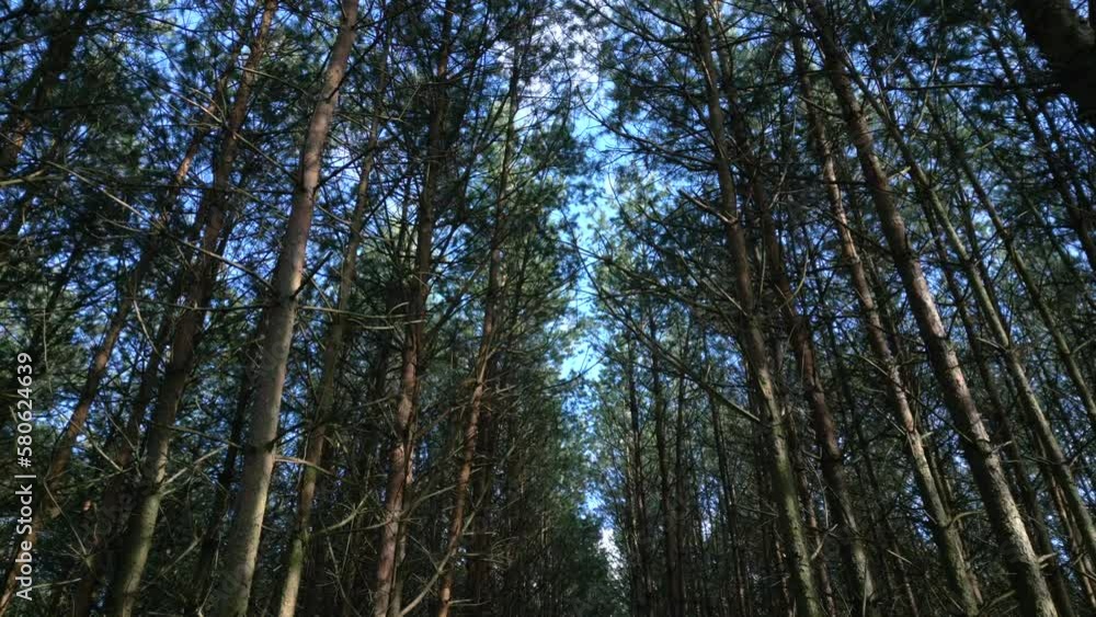Static shot from below on high pines trees dancing in the wind. Static shot from below on high pines trees dancing in the wind.