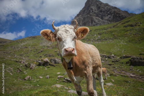 Alpen Kuh in der Schweiz mit Horn