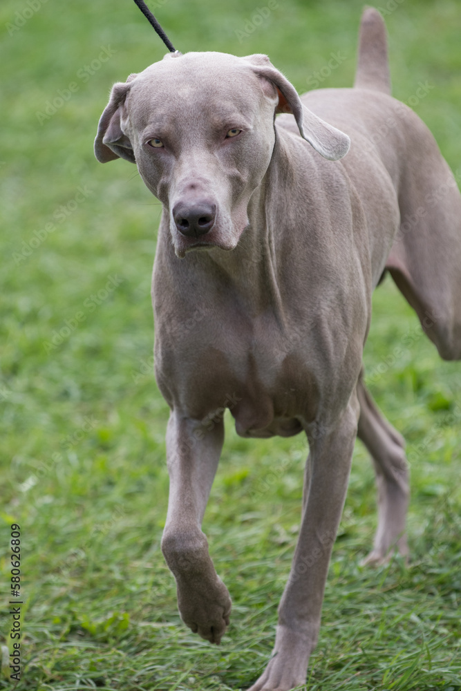 Weimaraner in a field of grass at a dog show in New York