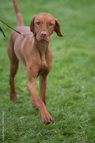 Vizsla mid stride while competing in a conformation event