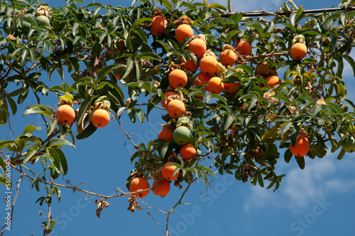 passion fruits agains a blue sky in a sunny day photo