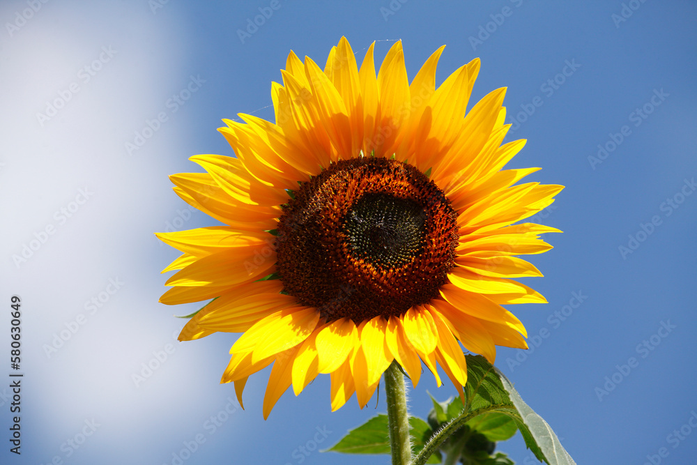 Sonnenblume, Blume, Blüte, Blauer Himmel, Deutschland