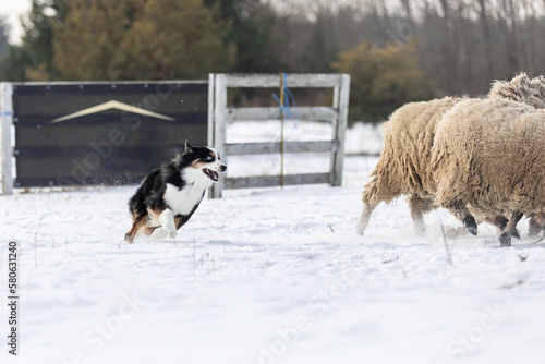 Australian Shepherd Dog herding a group of sheep. Dog breed's working ability. Working dog