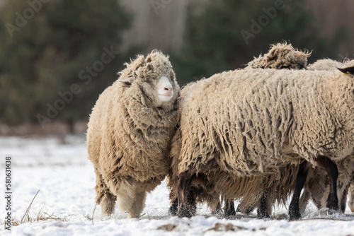 Snowy winter scene with a flock of sheep. Winter landscape. Countryside