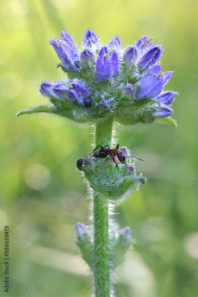 Fototapeta premium Campanula cervicaria, commonly known as Bristly Bellflower, wild plant from Finland