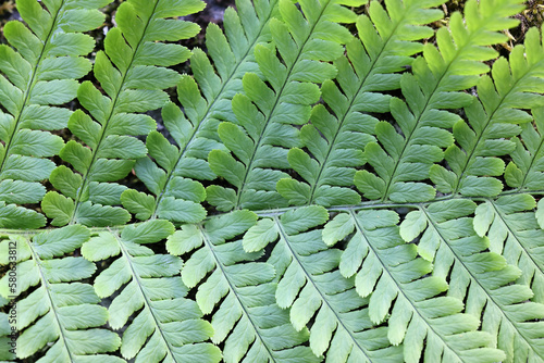 Dryopteris filix-mas, commonly known as male fern or worm fern, wild plant from Finland photo