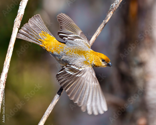 Pine Grosbeak Photo and Image. Female flying and displaying rust colour feather plumage wing with a blur background in its environment and habitat surrounding. Grosbeak Portrait.
