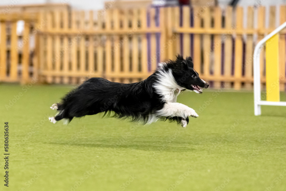 Energetic dog during an agility competition, showcasing agility, speed, and determination. Dog sport. Energetic dog during an agility competition, showcasing agility, speed, and determination. Dog sport.