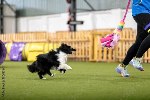 Energetic dog during an agility competition, showcasing agility, speed, and determination. Dog sport.
