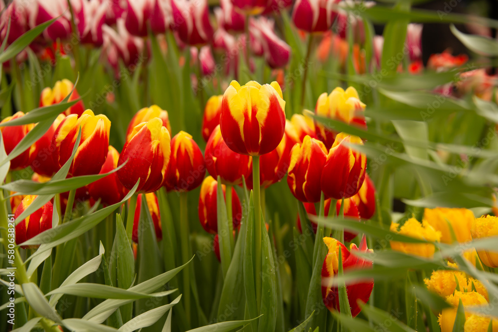 Plantation of fiery colored tulips flowers Triumph in greenhouse. Agribusiness and floriculture industry. Cultivation of yellow and red tulips.
Fresh flowers in greenhouse at flower exhibition. Plantation of fiery colored tulips flowers Triumph in greenhouse. Agribusiness and floriculture industry. Cultivation of yellow and red tulips.
Fresh flowers in greenhouse at flower exhibition.