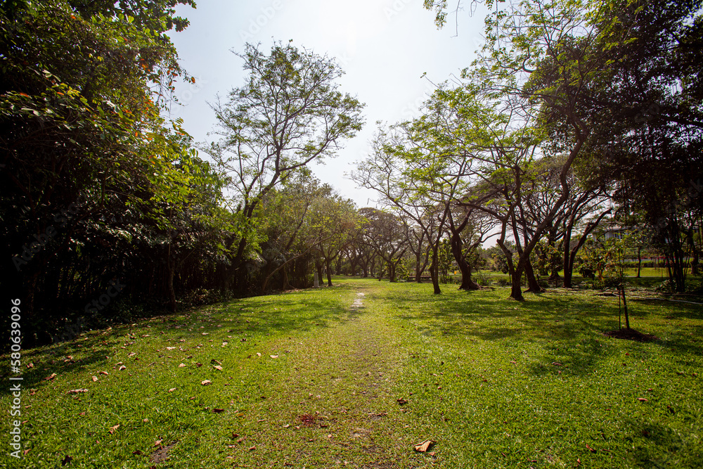 The park is shady with small and large trees mixed with greenery. The sun shines back The park is shady with small and large trees mixed with greenery. The sun shines back