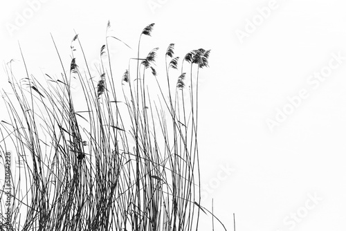 Dry reed over white snow background, natural winter photo