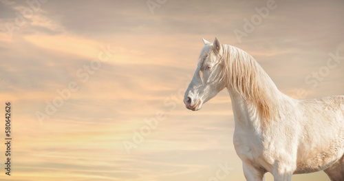 Fotografie Beautiful palomino lusitano horse at sunset sky background