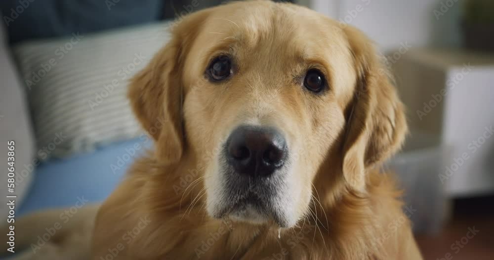 Portrait of Cute Loyal Golden Retriever Dog Sitting on a Couch in a Living Room, Looking at the Camera. Top Quality Breed Pedigree Specimen Looking at his Owner with Love. Close Up of Family Pet Portrait of Cute Loyal Golden Retriever Dog Sitting on a Couch in a Living Room, Looking at the Camera. Top Quality Breed Pedigree Specimen Looking at his Owner with Love. Close Up of Family Pet