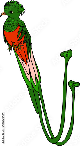 Quetzal. Vector sketch of hand drawn bird.