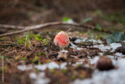 Ein Fliegenpilz im Herbst
