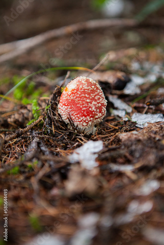 Ein Fliegenpilz im Herbst