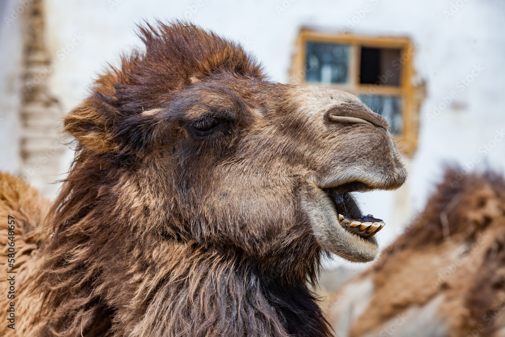 Сlose-up photo of screaming camel on farm in Kazakhstan