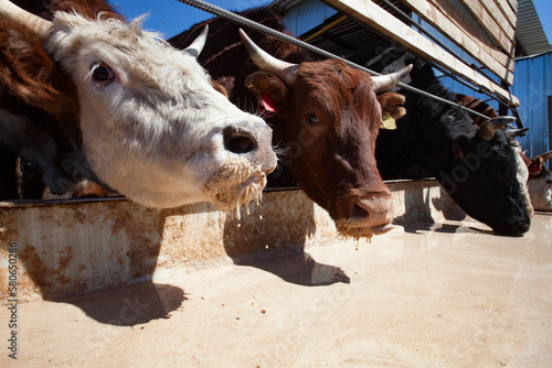 Feeding cows on a runch.